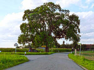Baum bei Ingelsberg